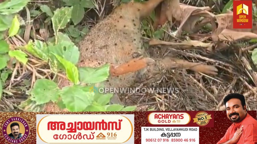 കട്ടപ്പ ഇരുപതേക്കർ - വള്ളക്കടവ് റോഡിൽ കാട്ടുപന്നി ശല്യം രൂക്ഷം.